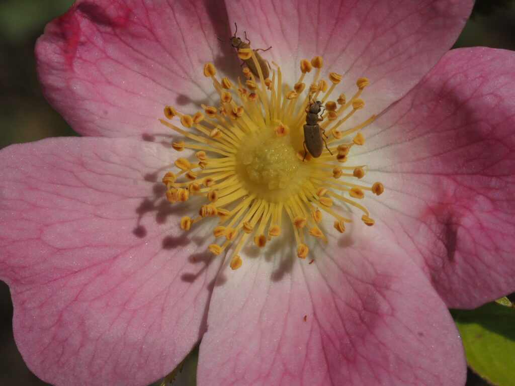 Weinrose