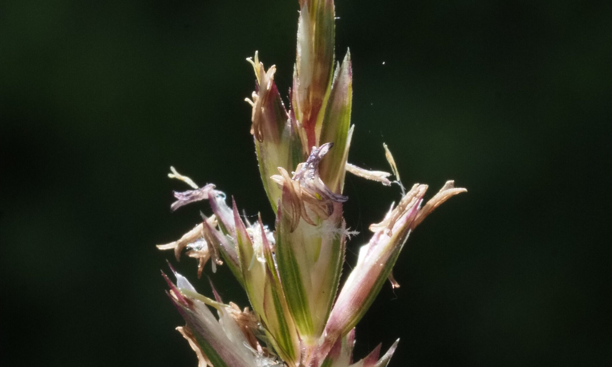 Großes Schillergras