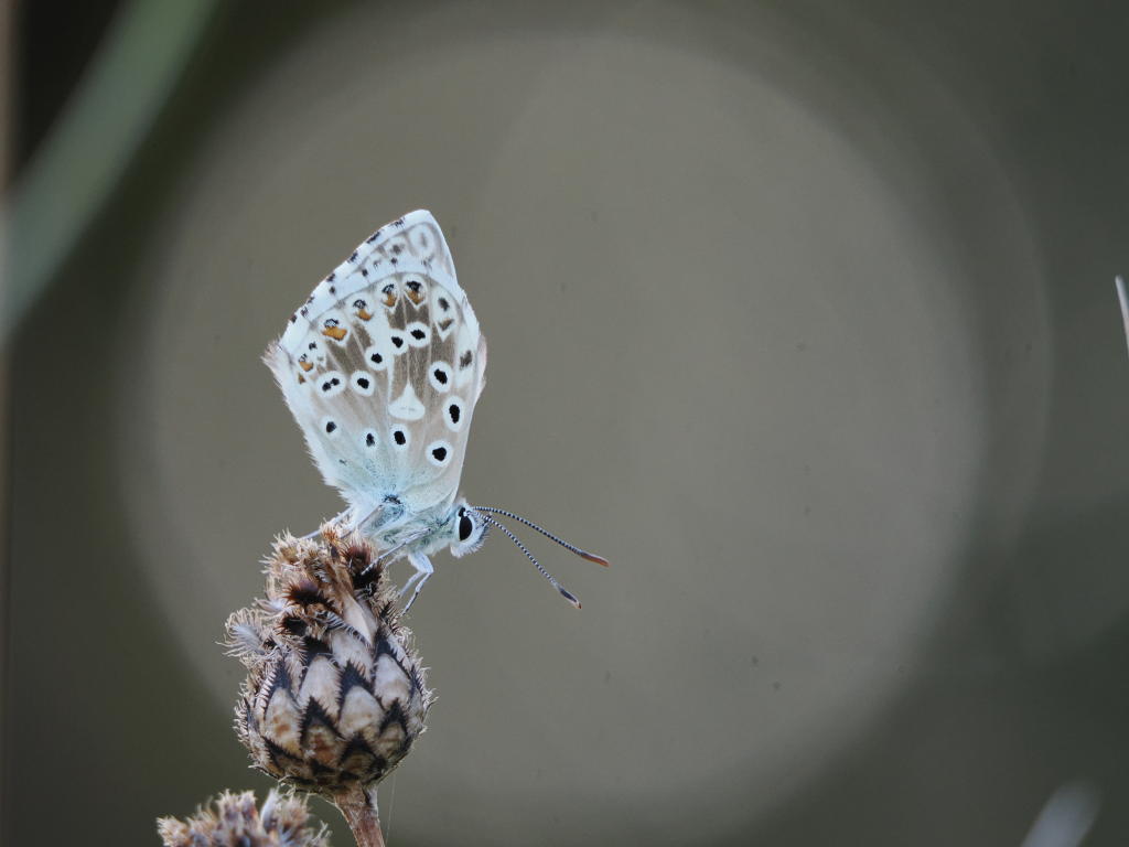 Ein silbergruner Bläuling sitzt auf einer Blüte vor einem großen hellen Lichtpunkt.